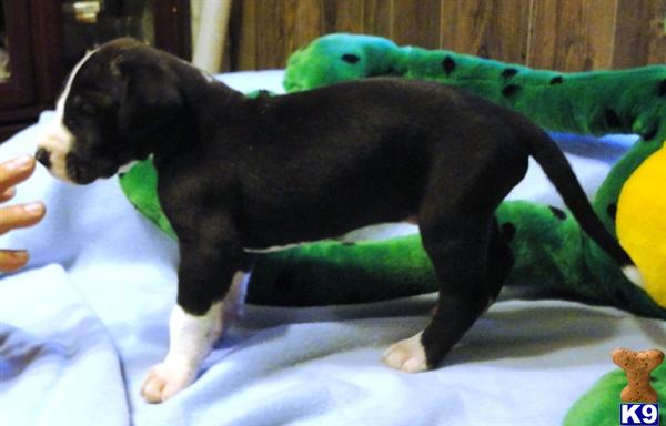 Puppies in Ava